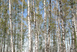 Spring landscape with long blossomed birches in forest Spring landscape with long blossomed birches in forest