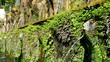 Villa d'Este - Le Cento Fontane Villa d'Este - Le Cento Fontane