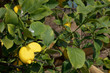 Limoni maturi
