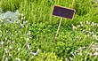 Foto: Frische Kräuter Frische Kräuter