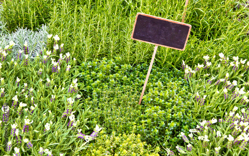 Photo: Frische Kräuter Frische Kräuter