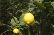 The Lemon