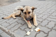 old homeless dog old homeless dog
