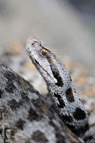 Photo: female Montivipera wagneri - portrait female Montivipera wagneri - portrait