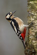 Great Spotted Woodpecker (Dendrocopos major) Great Spotted Woodpecker (Dendrocopos major)
