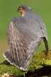 Sparrowhawk (Accipiter nisus) Sparrowhawk (Accipiter nisus)