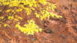 Yellow autumn leaves on swaying branches