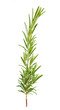 Rosemary branch