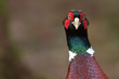 Pheasant (Phasianus colchicus) Pheasant (Phasianus colchicus)