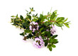 Summer savory flowers