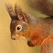 Red Squirrel (Sciurus vulgaris) Red Squirrel (Sciurus vulgaris)