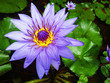 Ninfea Fiore Viola-Purple Lily Flower