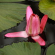 bud of pink water lily