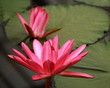 detail of pink water lily