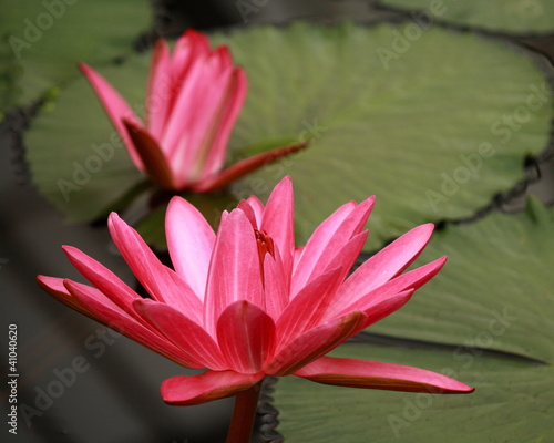 Photo: detail of pink water lily detail of pink water lily