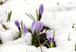 Crocus saffron violet blooms spring flowers snow
