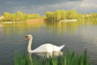 Swan
