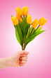Hand with tulips on gradient