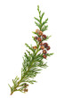 Foto: Cedar Leaves Cedar Leaves