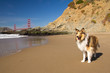 Photo: Dog on a beach Dog on a beach