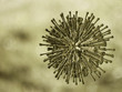Virus seen under a scanning microscope Virus seen under a scanning microscope
