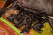 Cachorros de Bulldog Francés mamando