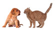 Photo en ligne au meilleur prix Emotional cat and puppy