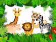 funny animal collection