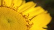 Yellow daisy flower closeup Yellow daisy flower closeup