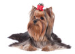 Yorkshire Terrier Yorkshire Terrier