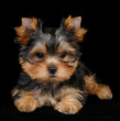 Puppy of the Yorkshire Terrier on black Puppy of the Yorkshire Terrier on black
