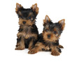 Two puppies Two puppies