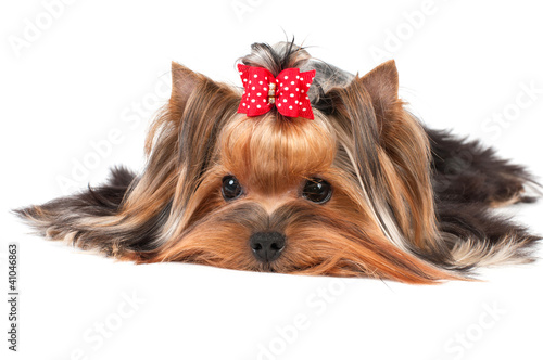 Photo: Yorkshire Terrier Yorkshire Terrier