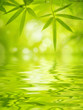 Bamboo leaves
