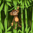 monkey