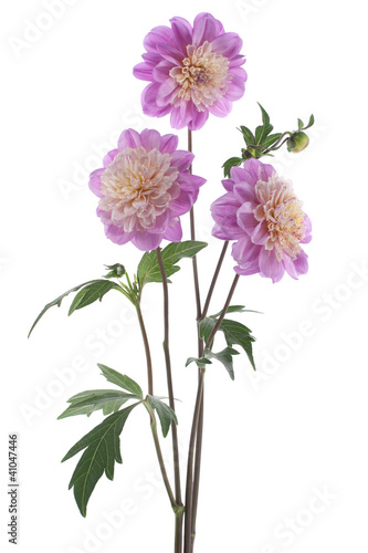 Foto: dahlia dahlia