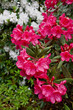 Rhododendron flower