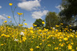Photo: Meadow buttercup Meadow buttercup