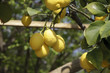 Lemon trees