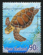 Loggerhead turtle