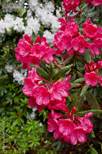 Photo: Rhododendron flower Rhododendron flower