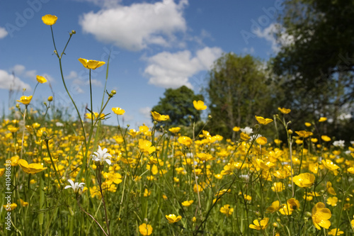 Photo: Meadow buttercup Meadow buttercup