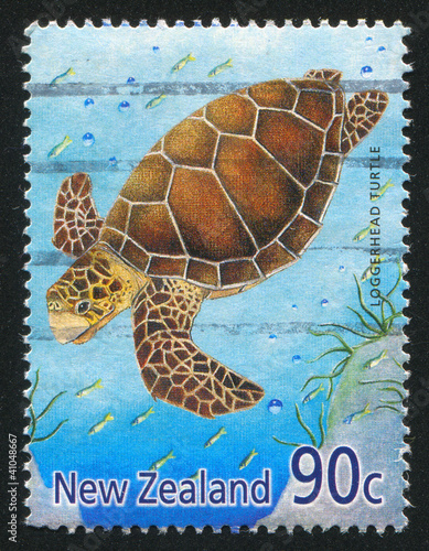 Photo: Loggerhead turtle Loggerhead turtle