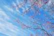 Foto: sakura , cherry blossom with blue sky background sakura , cherry blossom with blue sky background