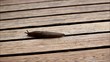 Schnecke auf Holz