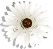 Beautiful White Gerber Daisy