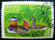 USSR - Moscow stamp 1970: Mandarin Duck couple