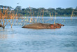 Hippopotamus school