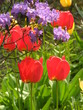 Tulpen
