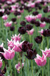 Tulips in a spring garden